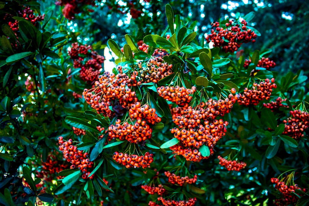 a bush with red berries