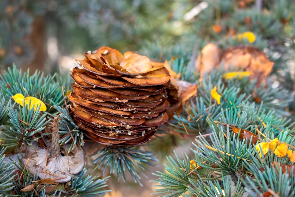 a pine cone on a plant