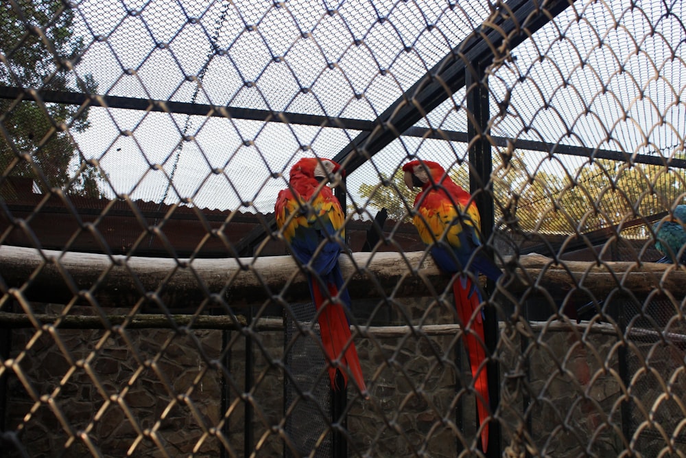 two birds on a wire fence