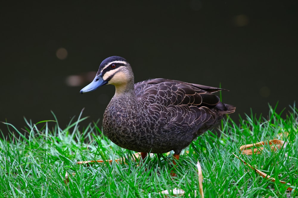 a duck in the grass