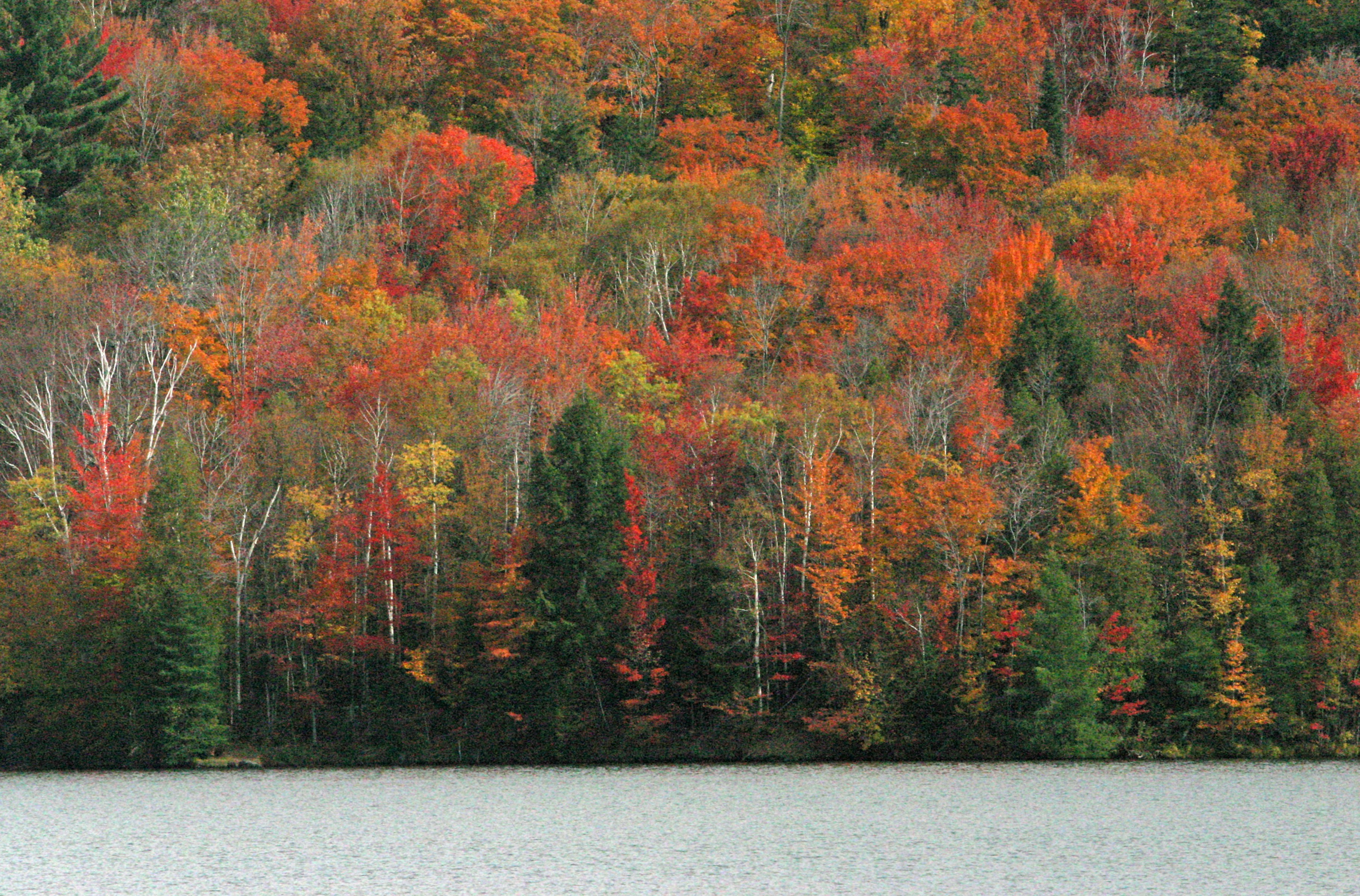 paysage automnal avec érables rouges et jaunes près d’un lac.