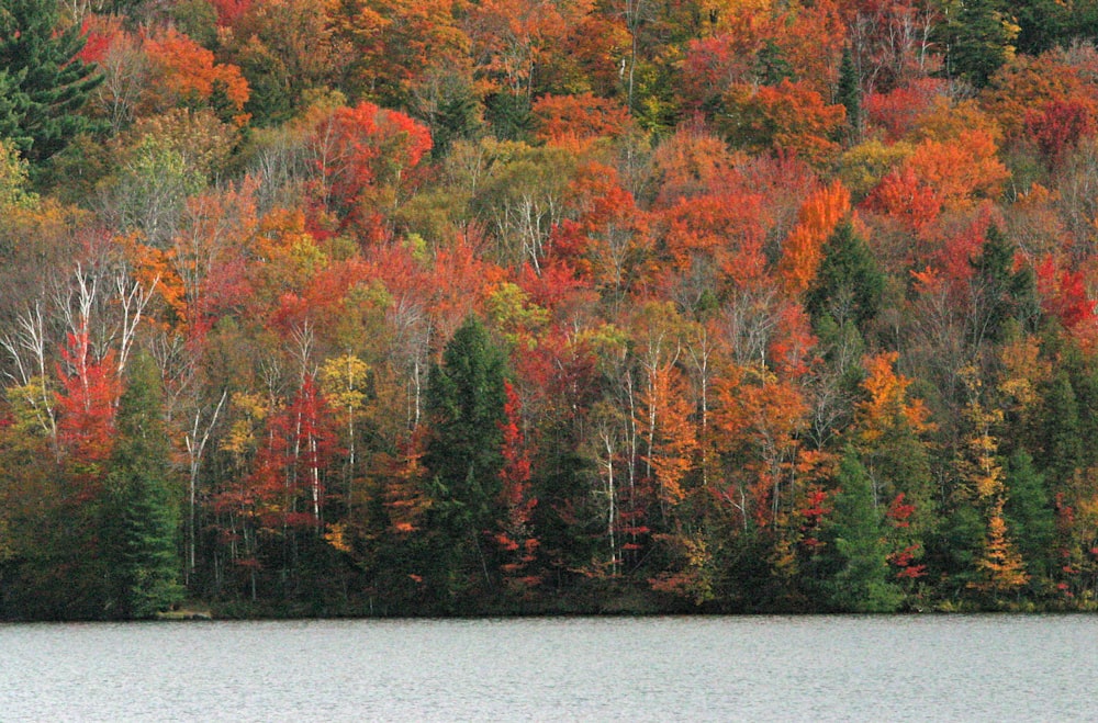 a body of water with trees around it