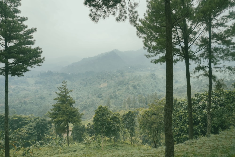 a forest with trees