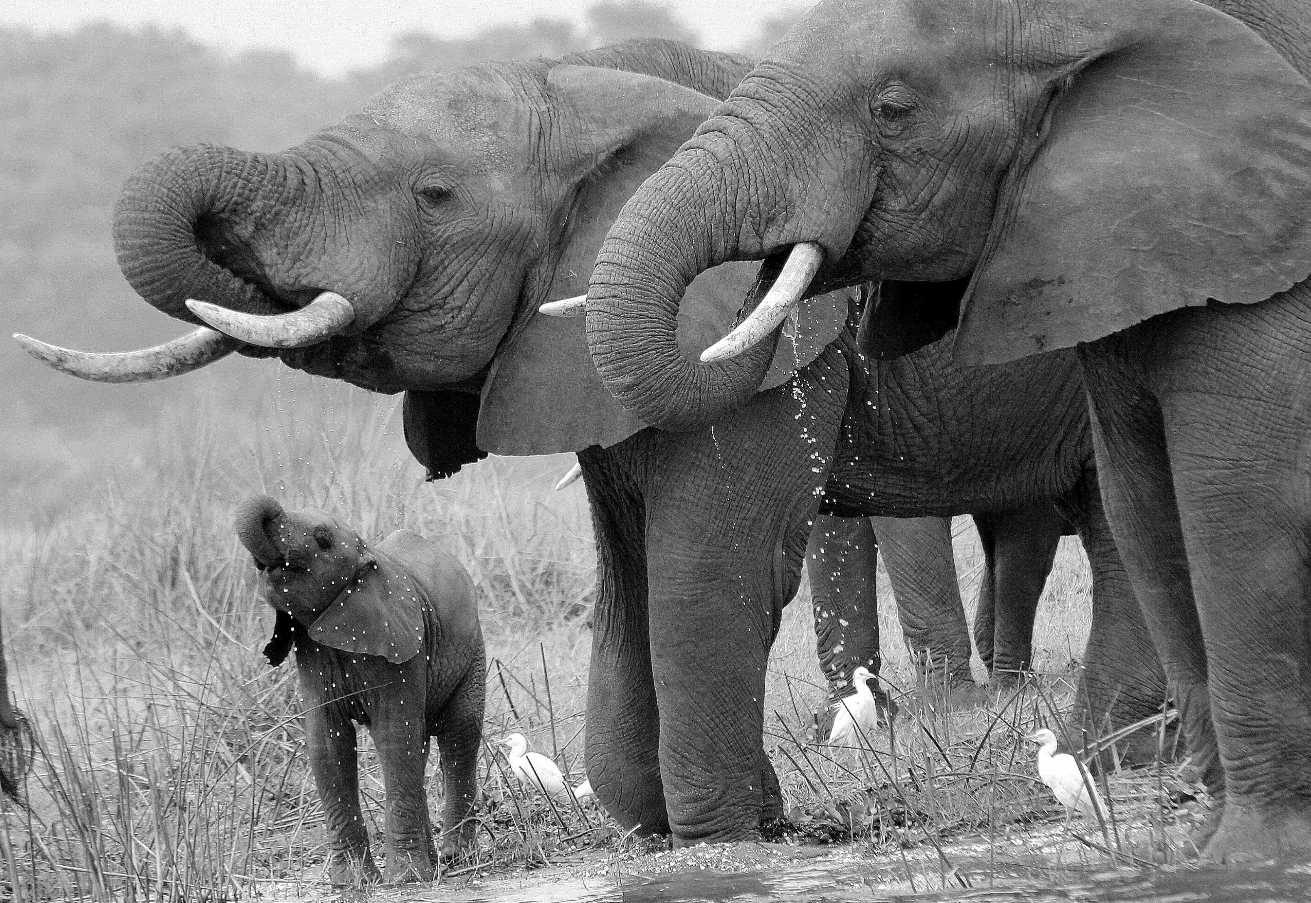Elephants drinking, Malawi, Africa by Craig Manners
