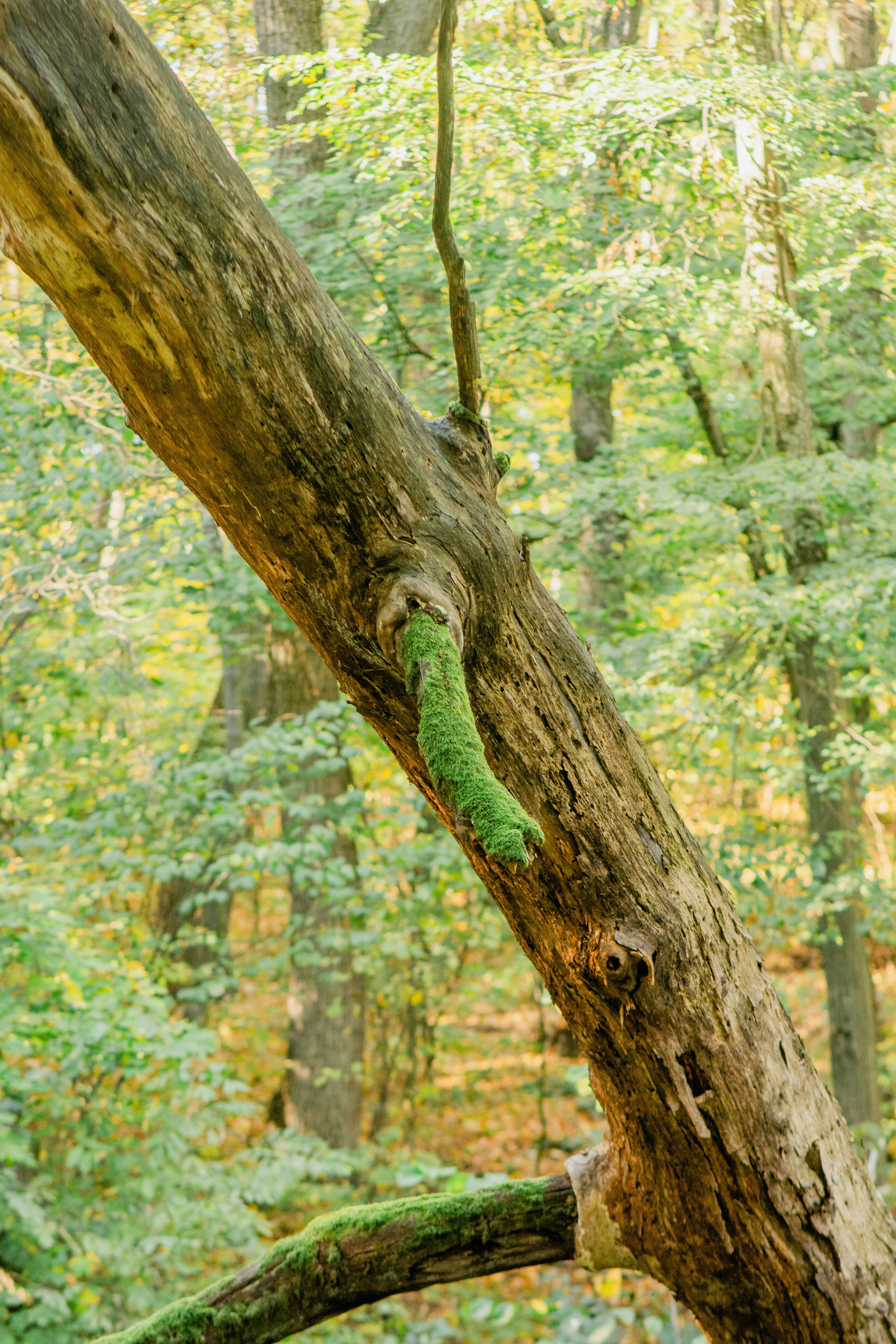 A tree branch with a snake in it photo – Free Plant Image on Unsplash
