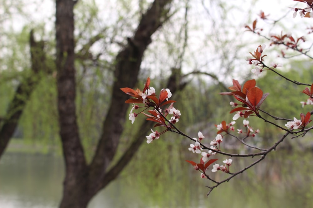 a close up of some flowers