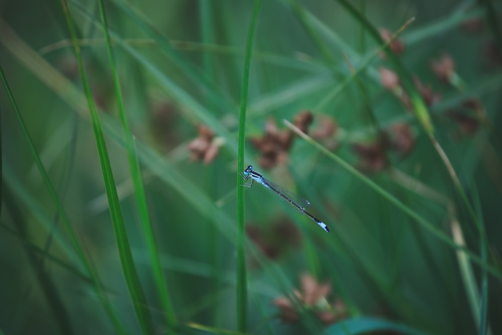 a dragonfly on a blade of grass