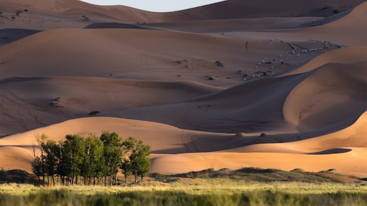 a landscape with sand and trees