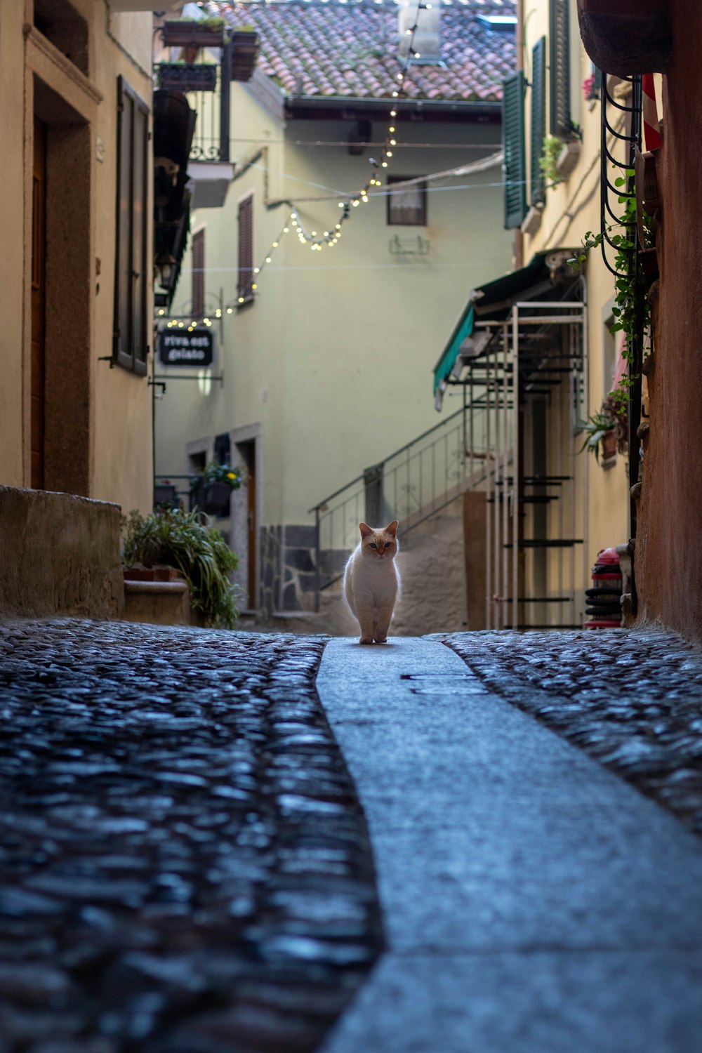 a cat sitting on a stone walkway