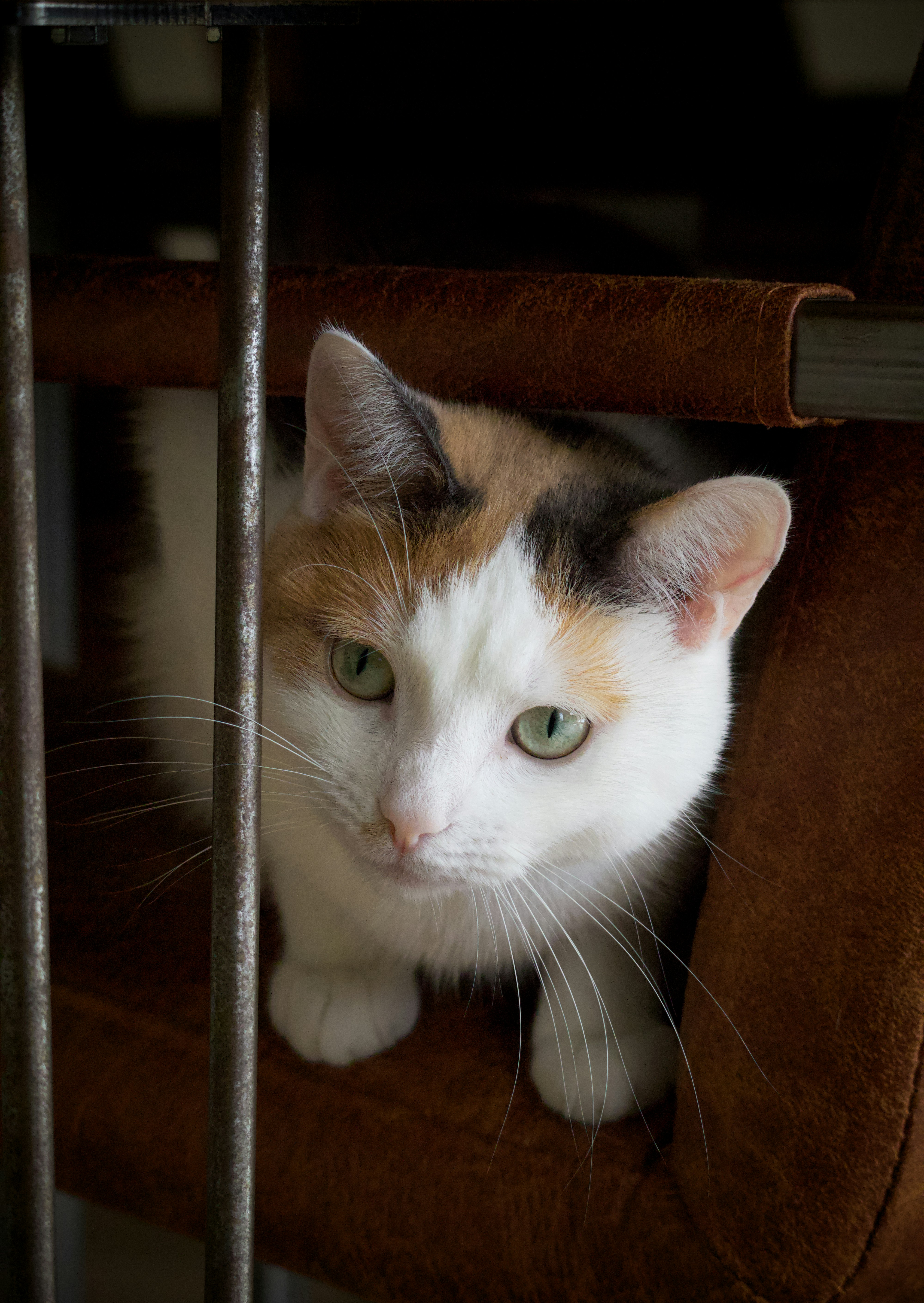 a cat sitting on a chair