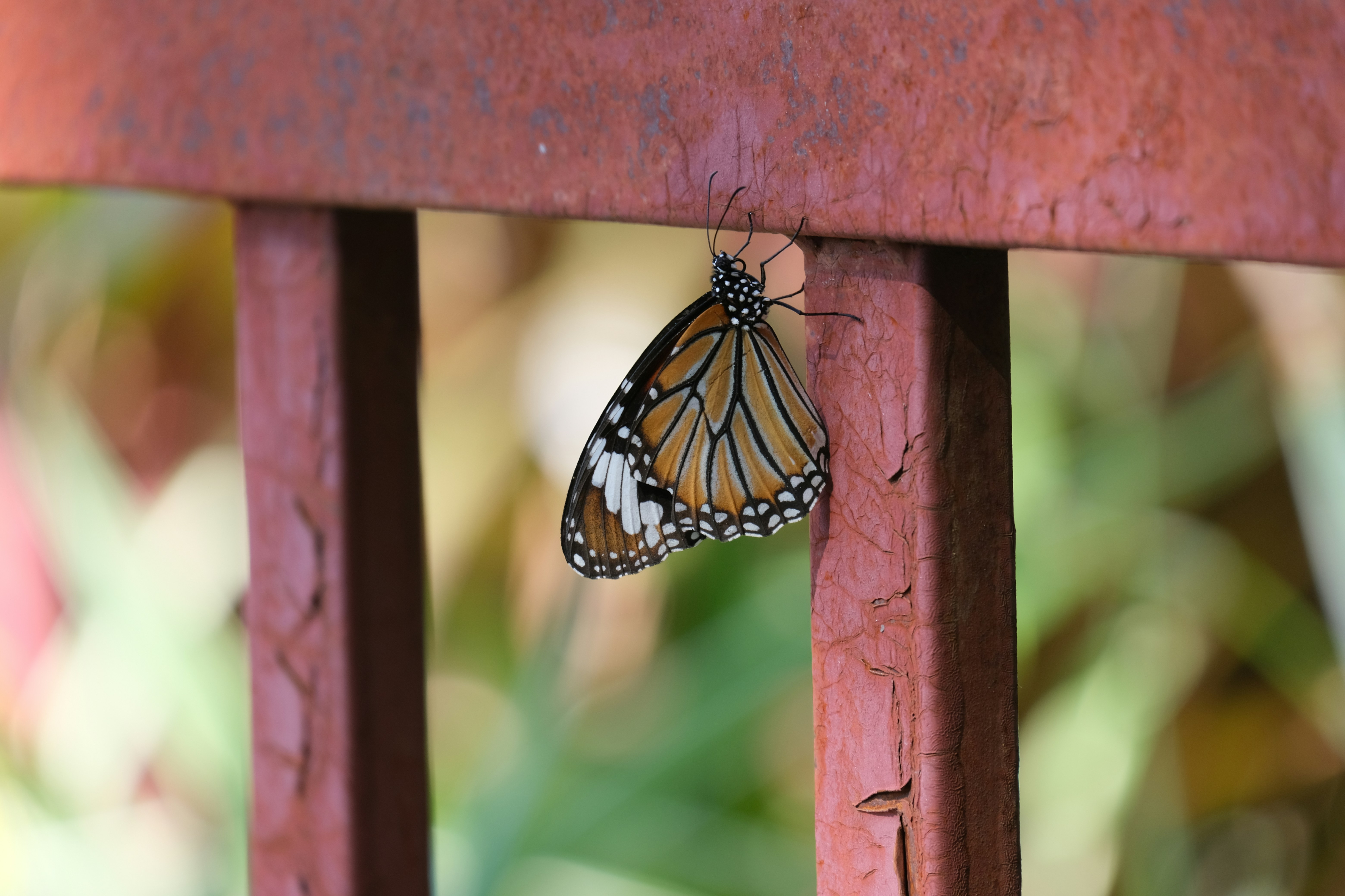 a butterfly on a red post