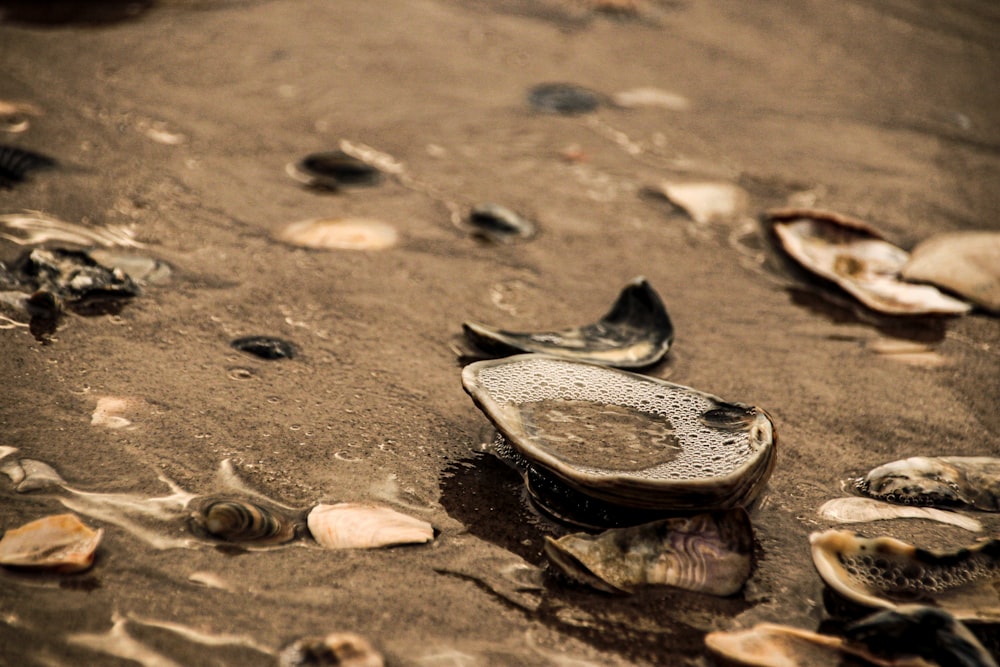 a group of turtles on the ground