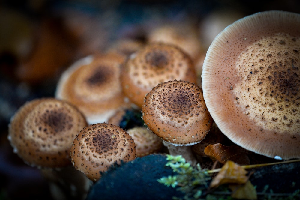 a group of brown round objects