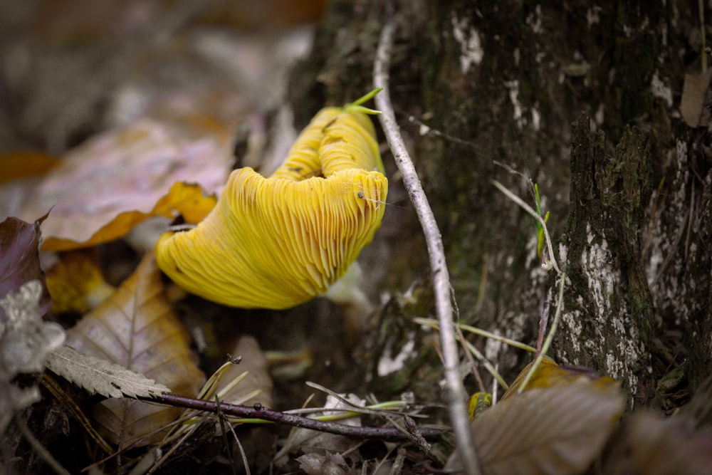 a yellow leaf on a tree