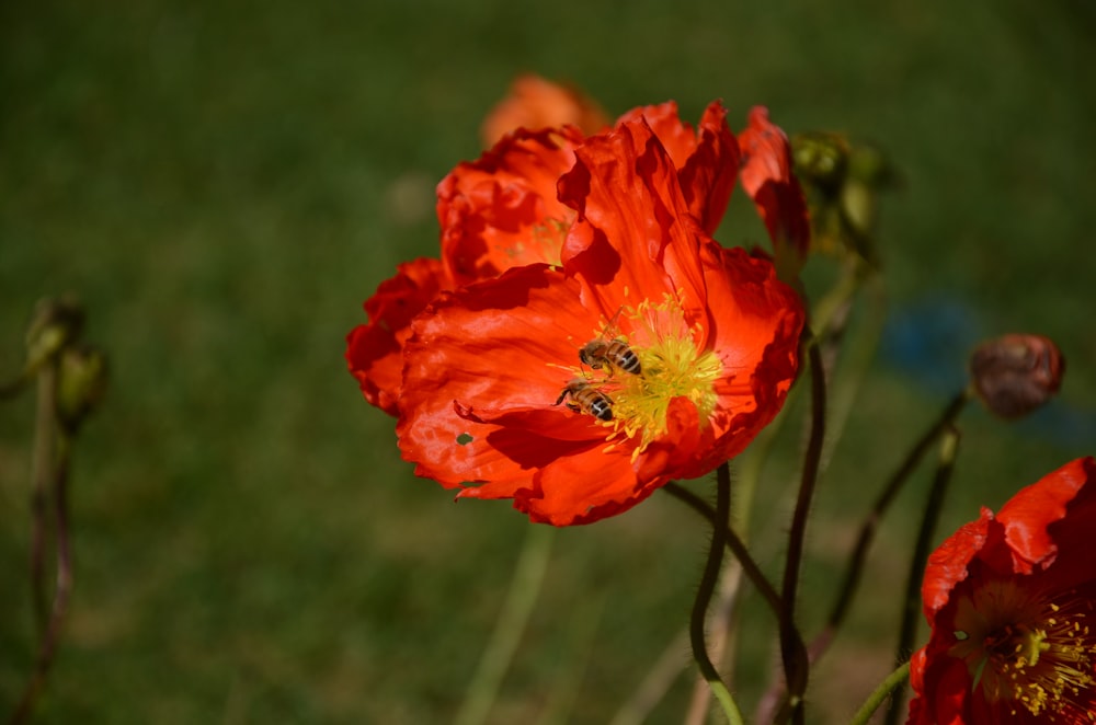 a bee on a flower