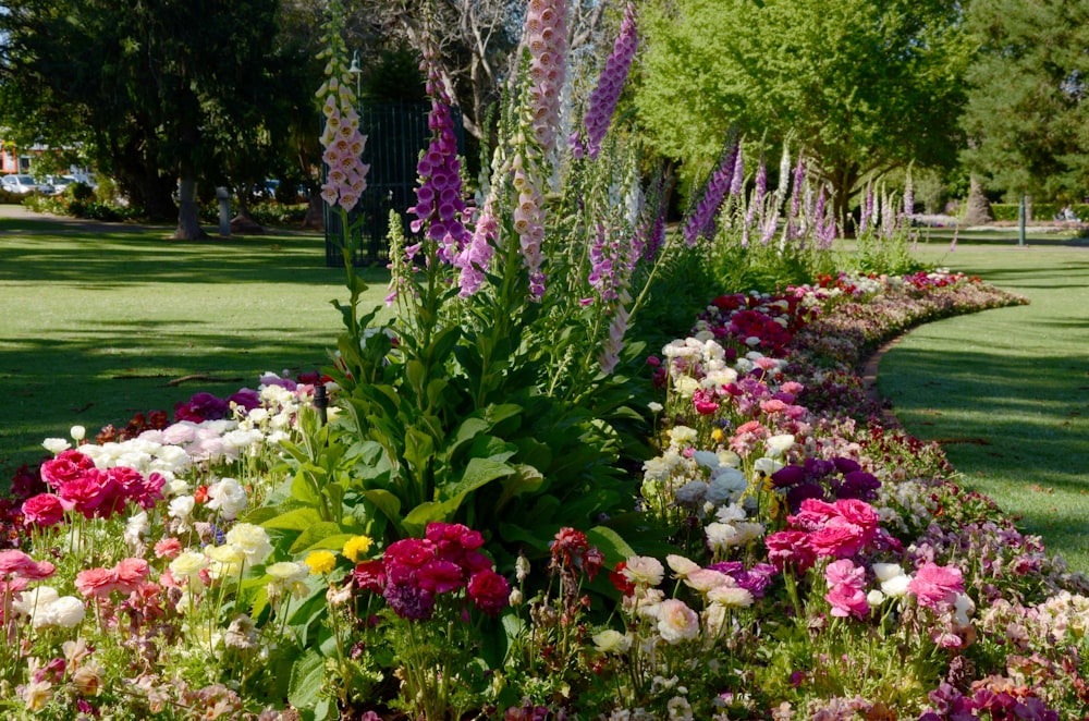 a garden with flowers