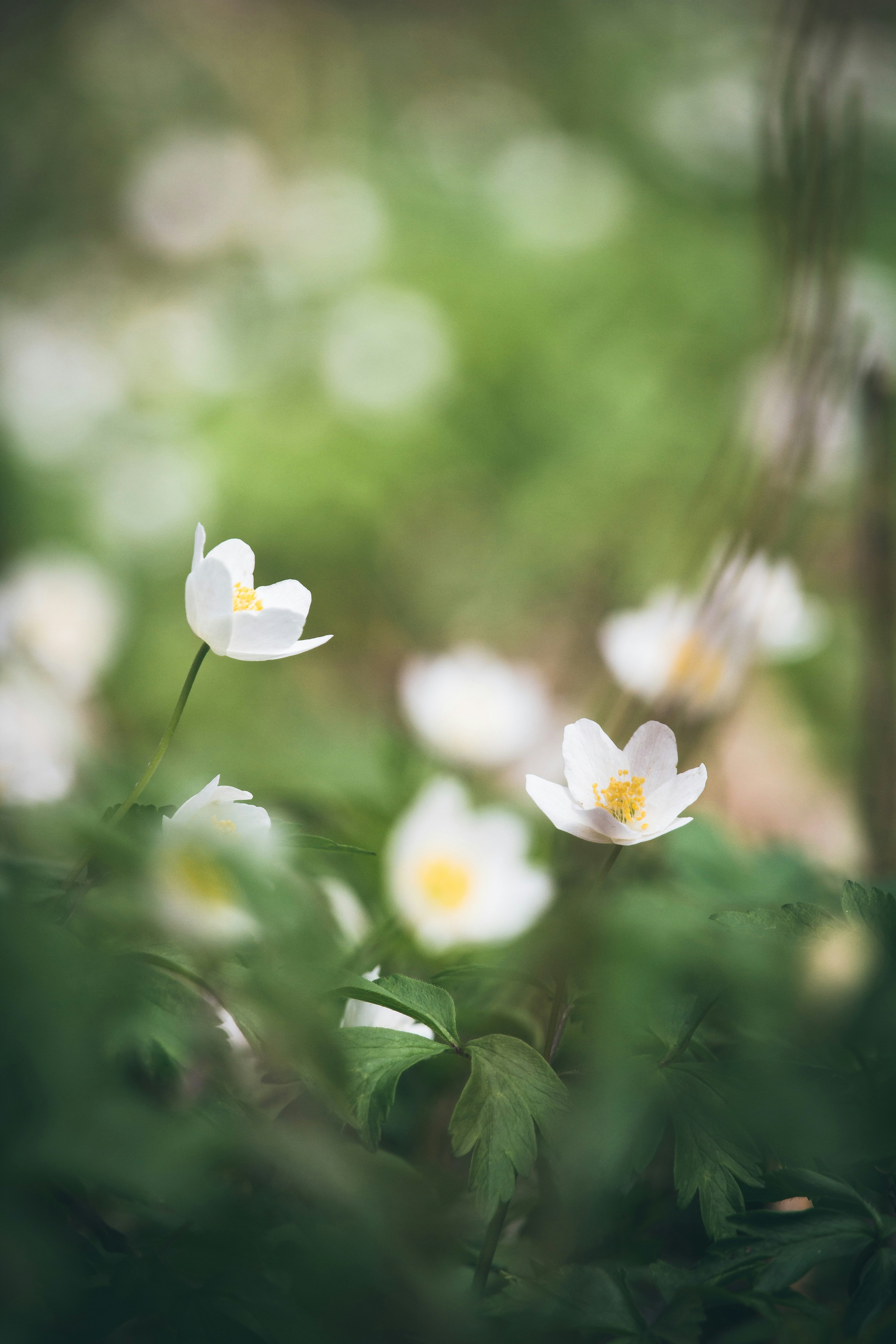 Photo by suosikki_kuvat