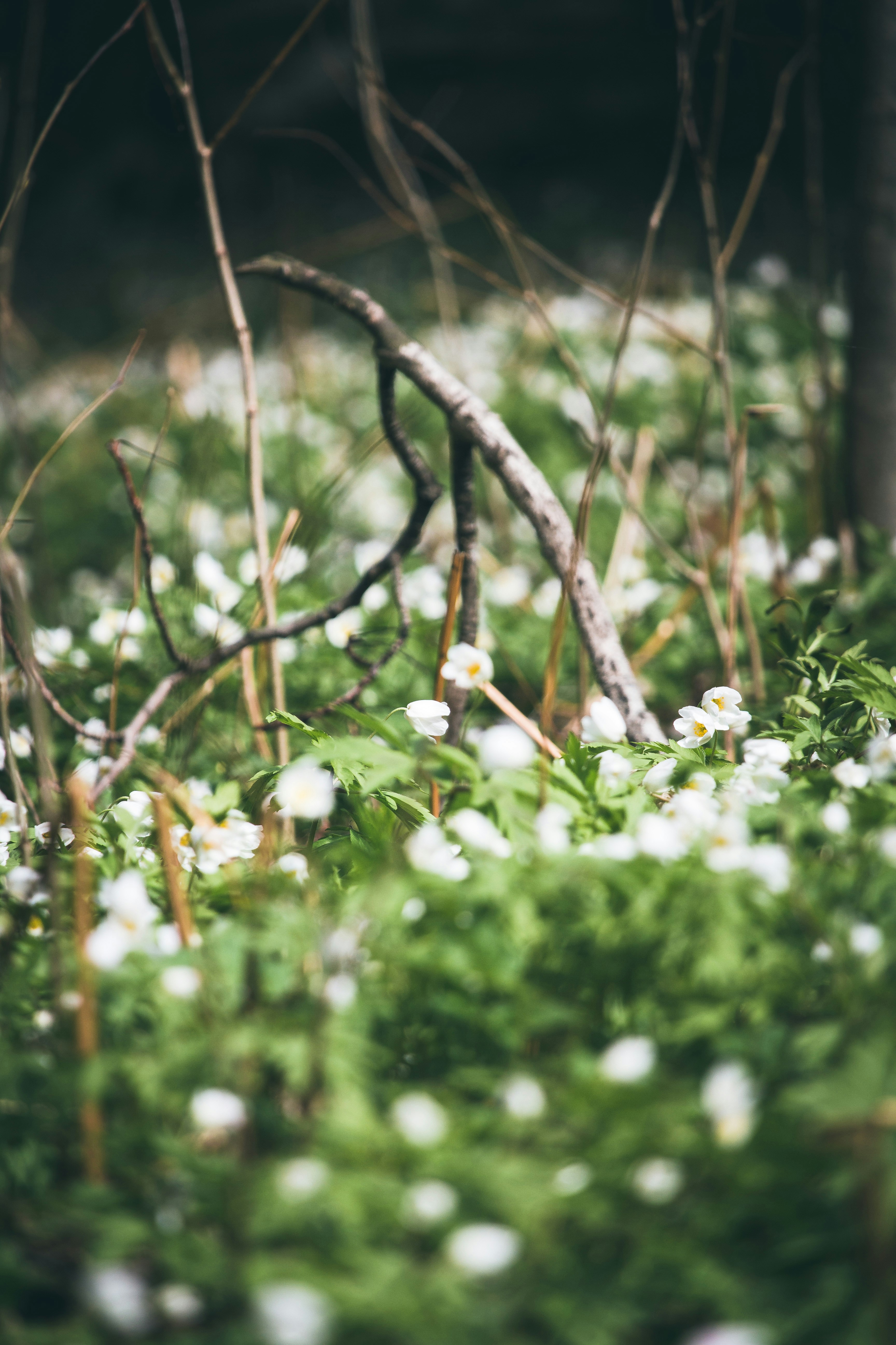 Photo by suosikki_kuvat