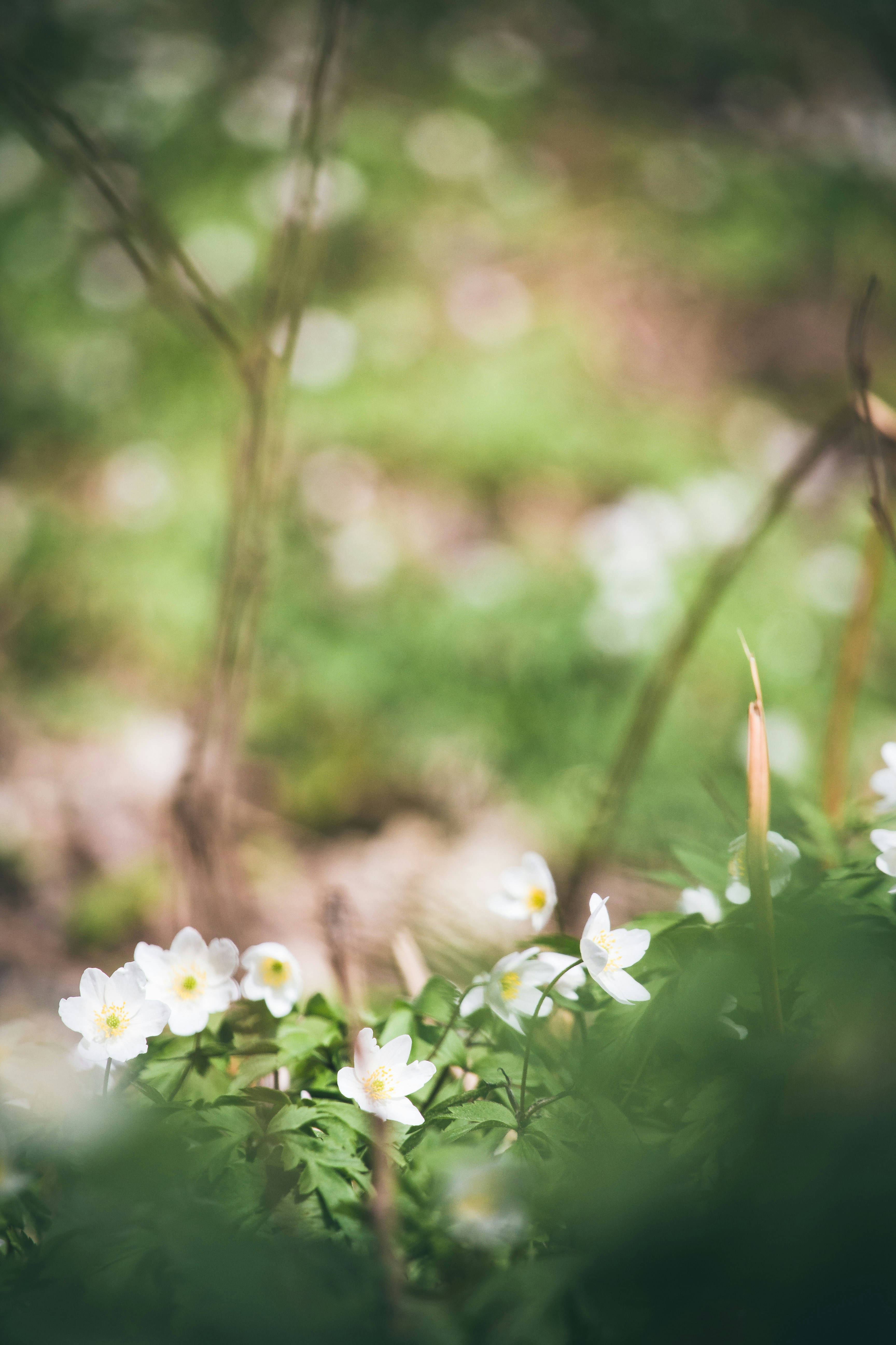 Photo by suosikki_kuvat