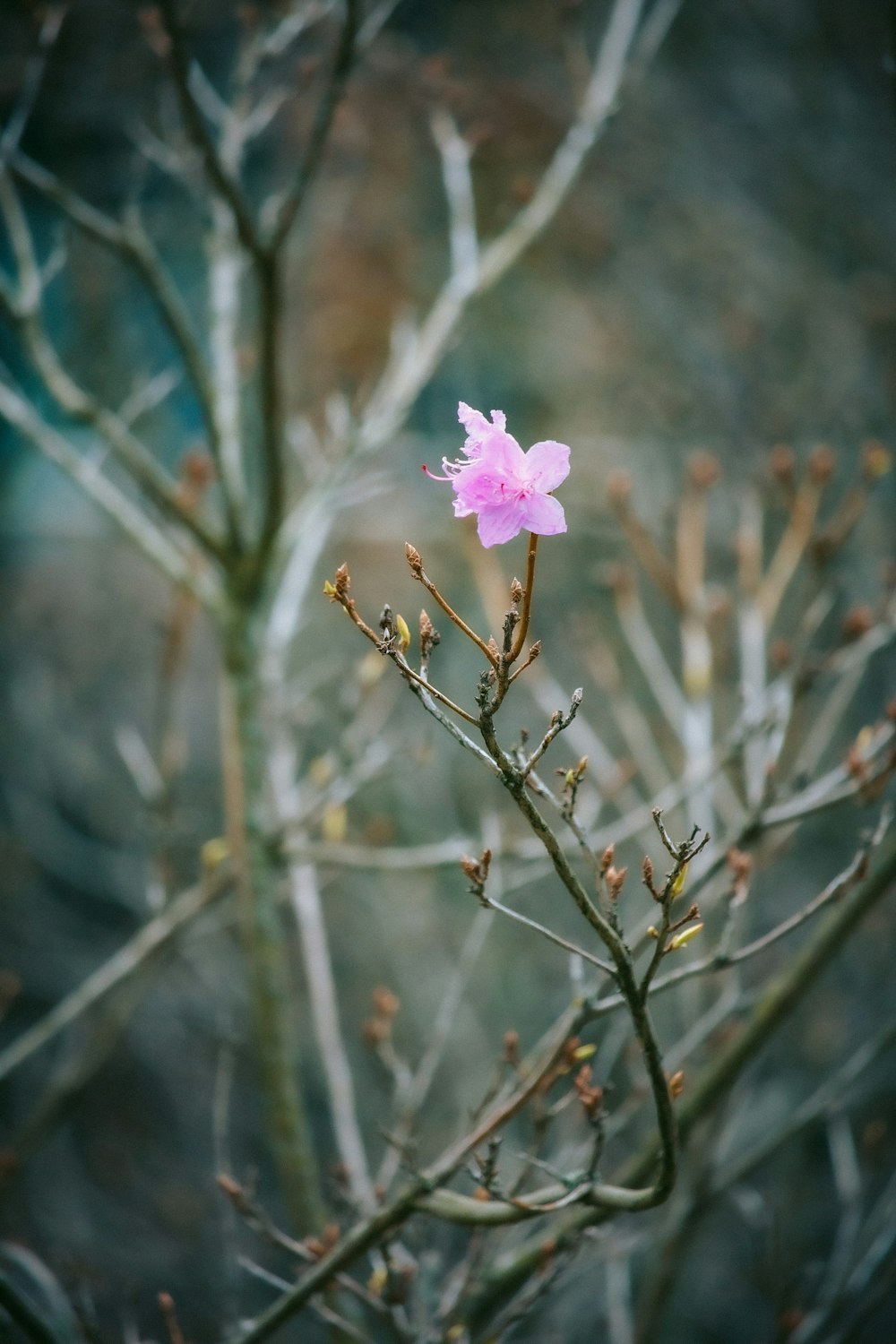 a small purple flower on a tree branch