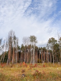 A sparse forest scene with tall, thin trees and a grassy meadow in the foreground. The leaves on some trees are turning shades of red and orange, indicating autumn. The sky is partly cloudy with patches of blue visible.
