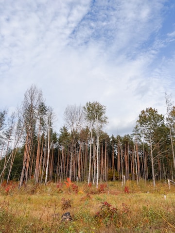 A sparse forest scene with tall, thin trees and a grassy meadow in the foreground. The leaves on some trees are turning shades of red and orange, indicating autumn. The sky is partly cloudy with patches of blue visible.