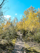 A vibrant forest trail winding through lush greenery under a bright sky.