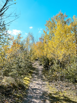 A vibrant community trail winding through lush green forest under a clear blue sky.