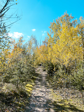 A vibrant forest trail winding through lush greenery under a bright sky.