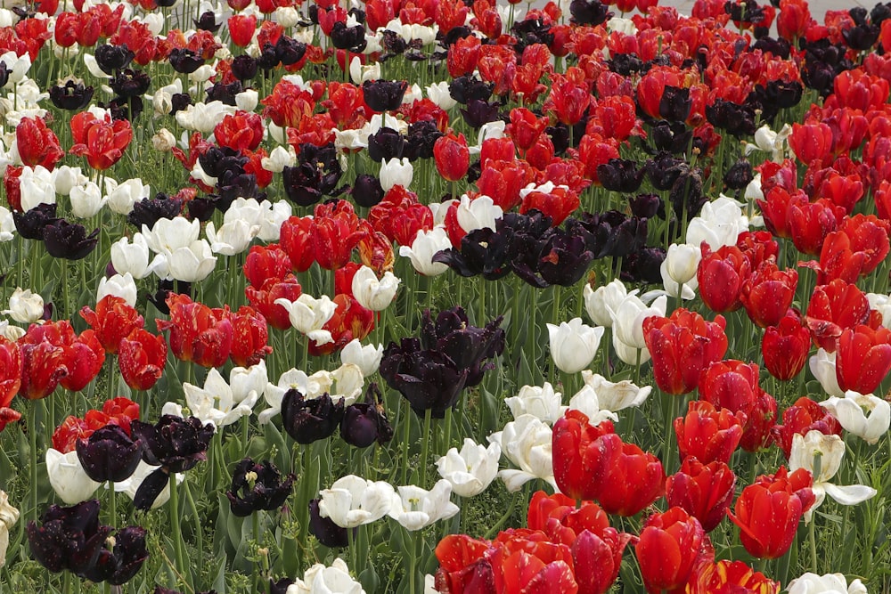 a field of red and white flowers