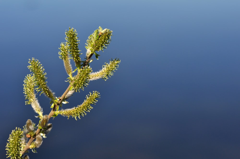 a close-up of a plant