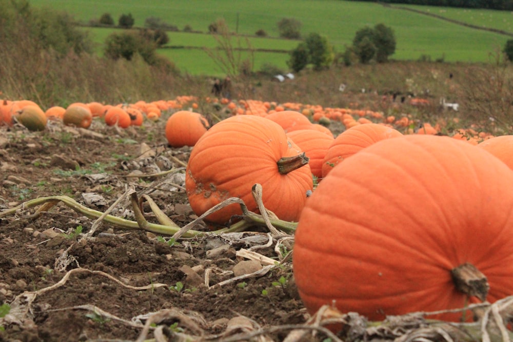 a group of pumpkins in a field