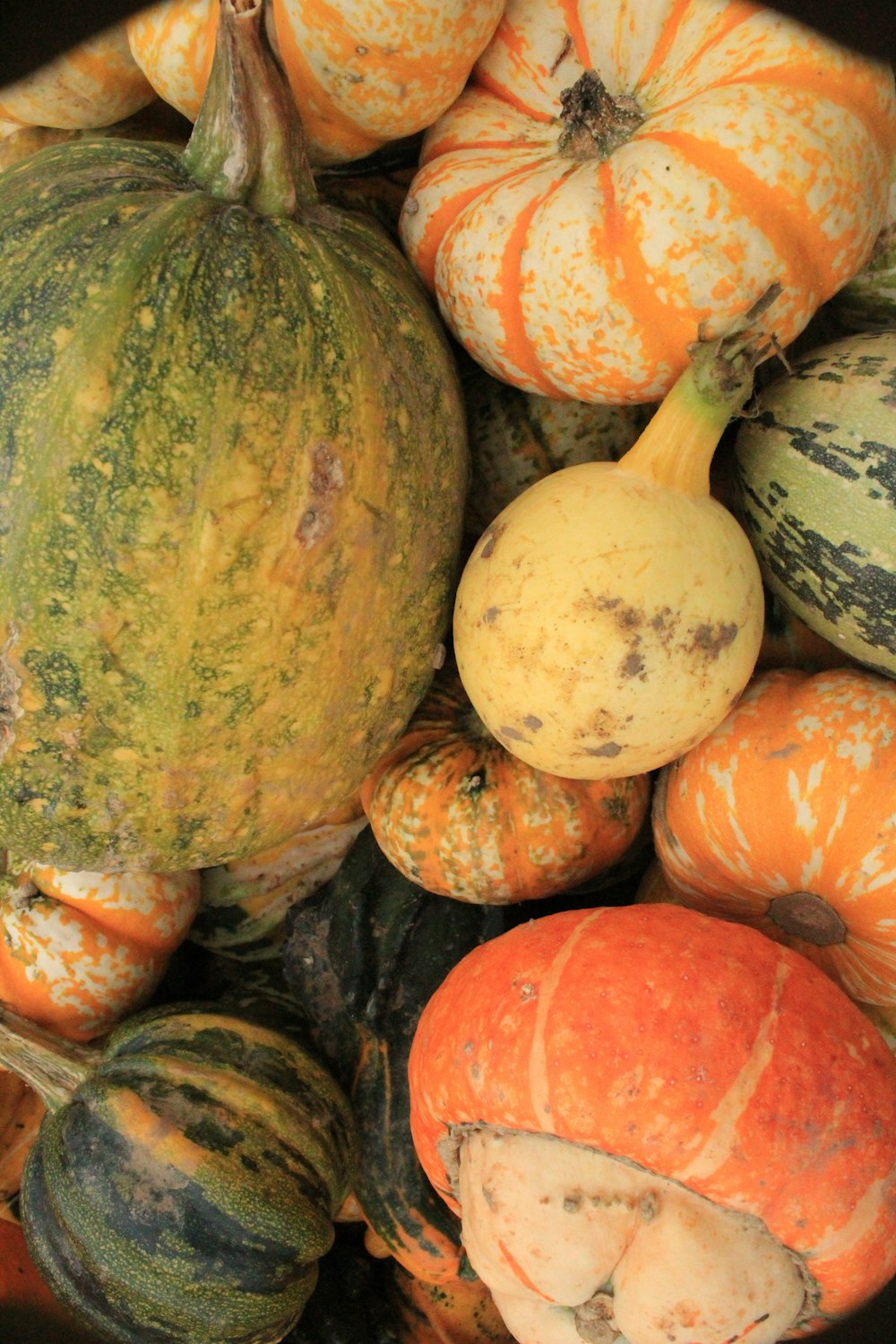 a pile of pumpkins