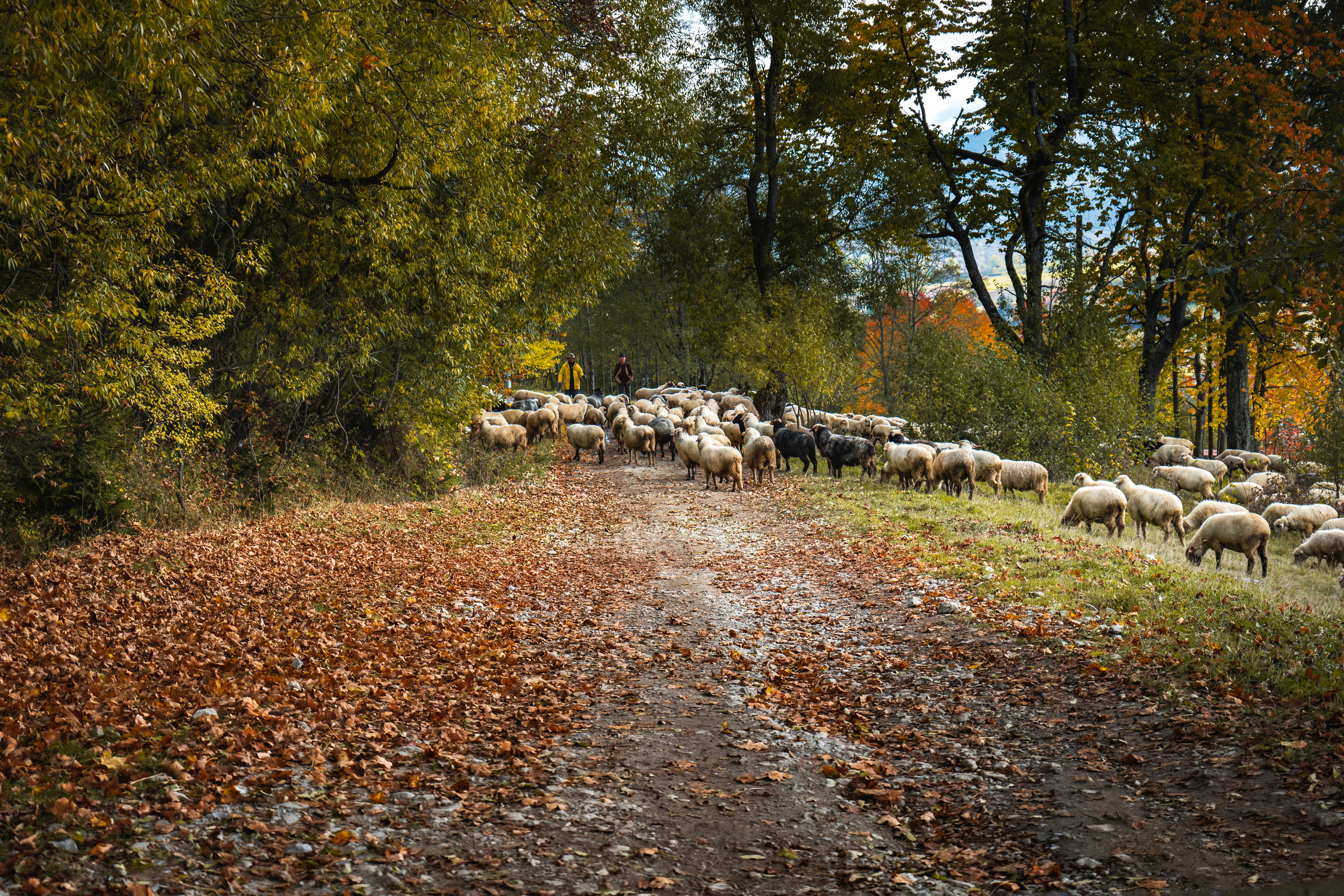 Photo by kowalikus