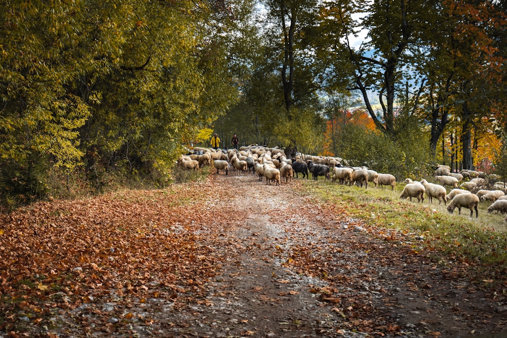 a herd of sheep grazing on a road
