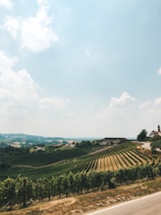 Rolling vineyards with sun-dappled grapevines and rustic stone farmhouses.