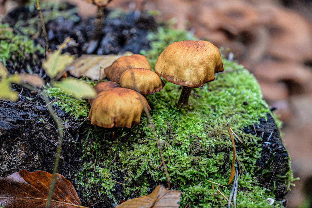 a group of mushrooms growing on moss