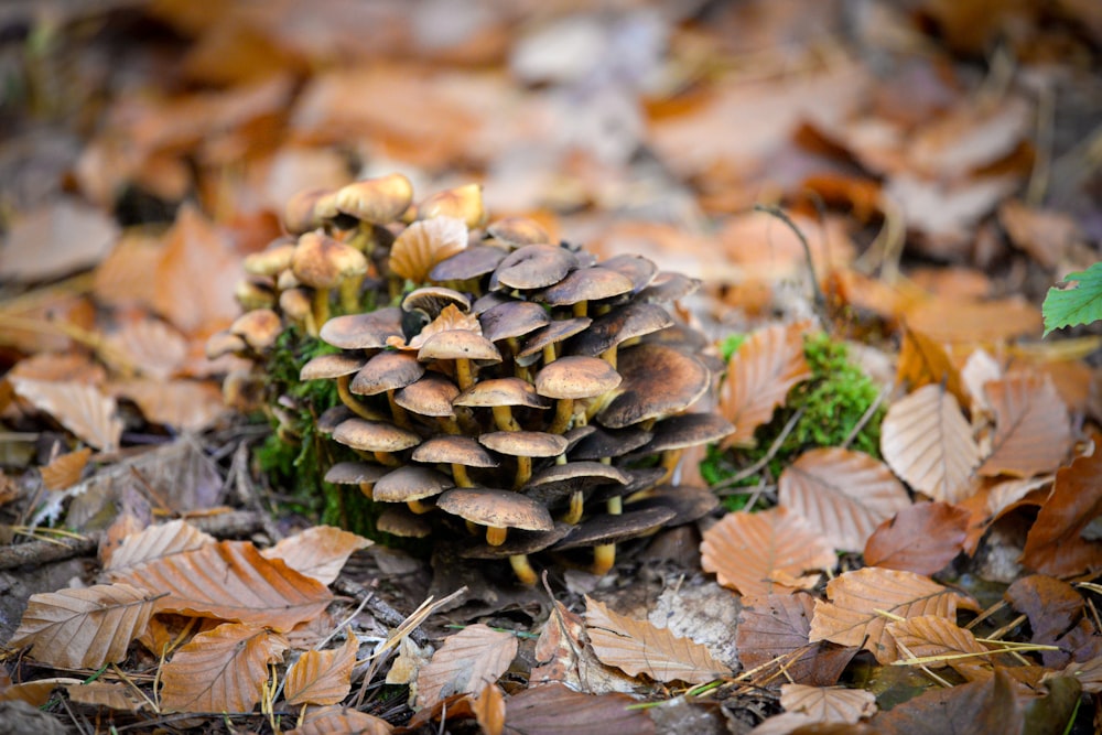 a pine cone on the ground