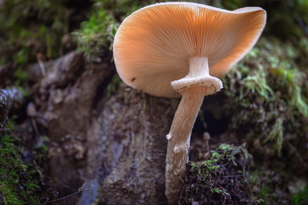 a mushroom growing out of a tree