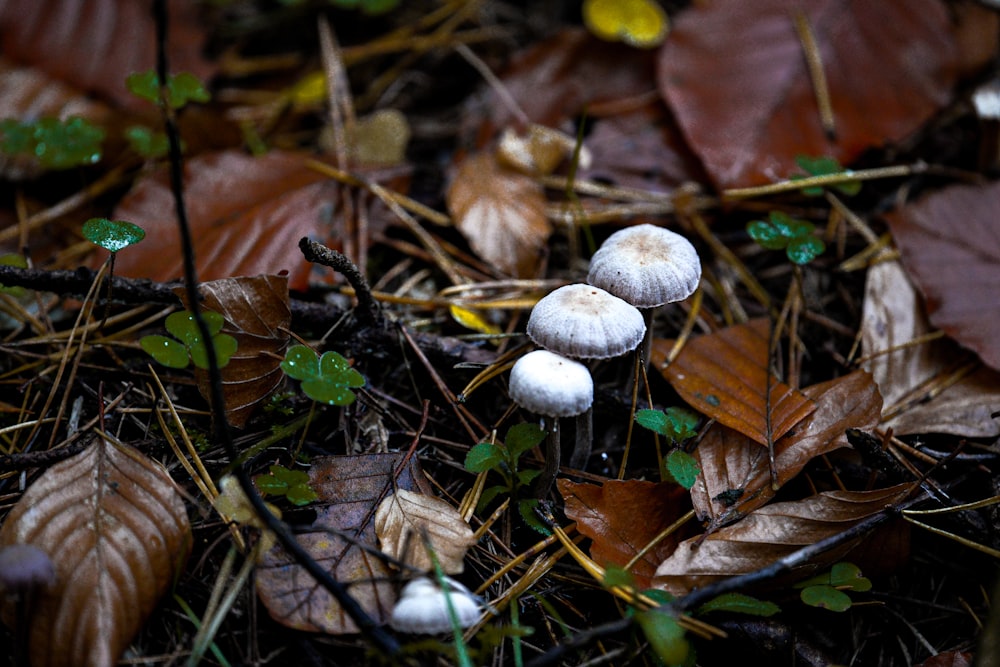 a group of mushrooms growing in the ground