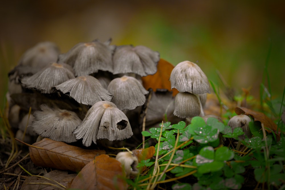 a group of mushrooms growing in the grass