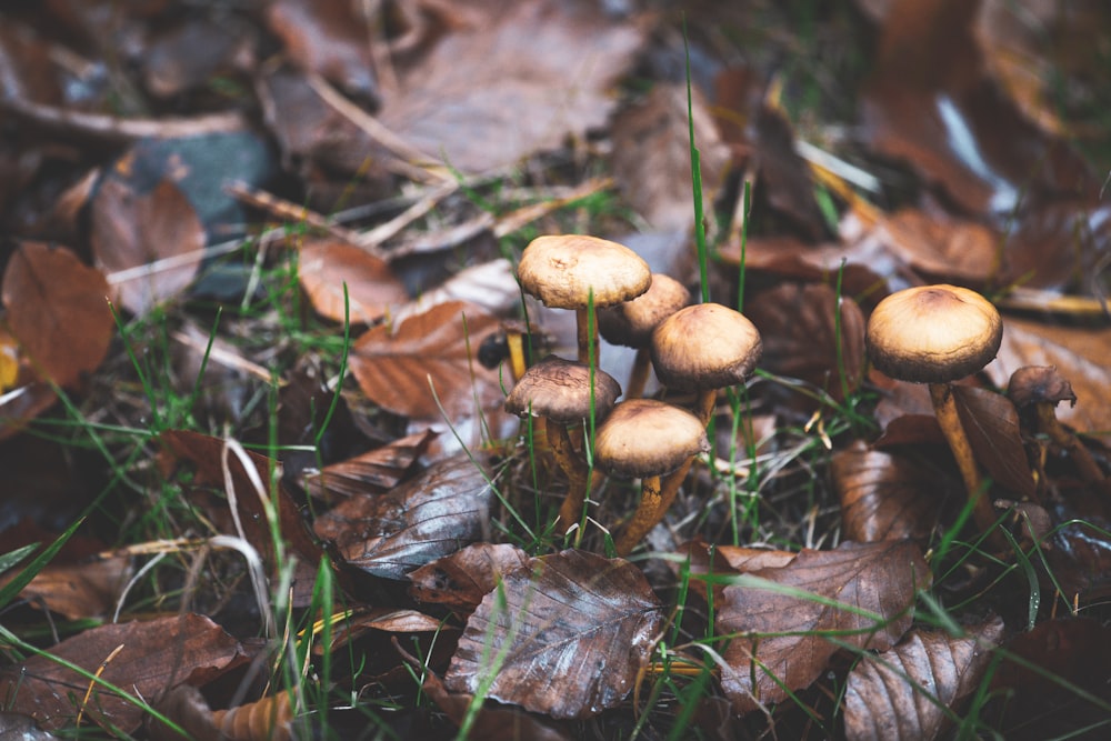 a group of mushrooms