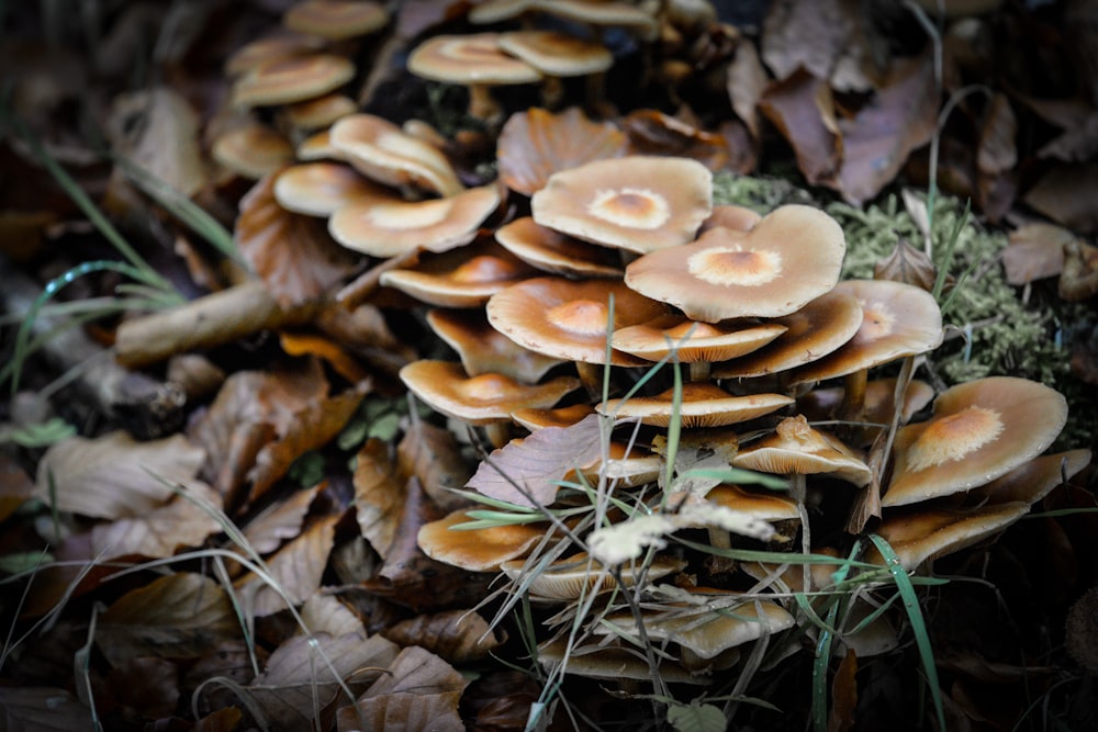 a group of mushrooms growing in the ground