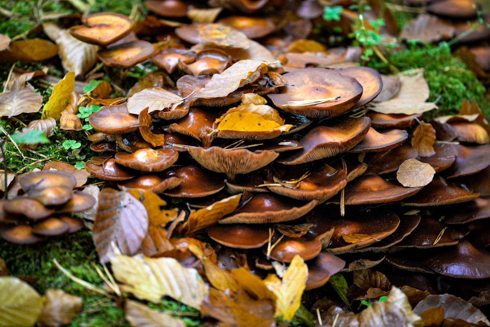 a pile of mushrooms