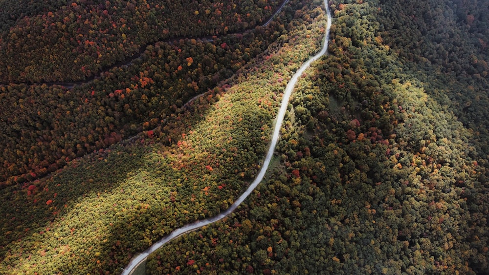 a winding road through a forest