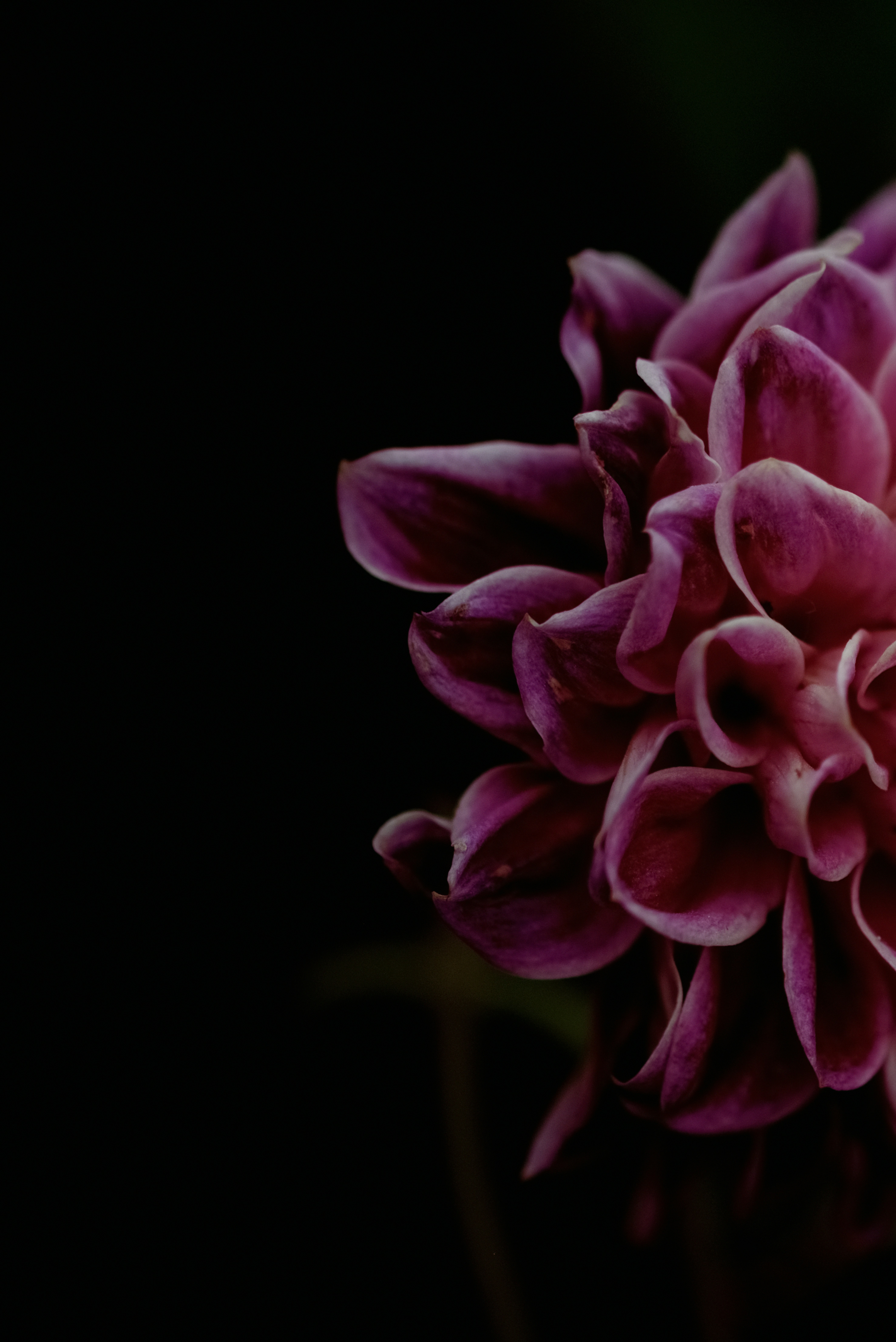 a close up of a flower