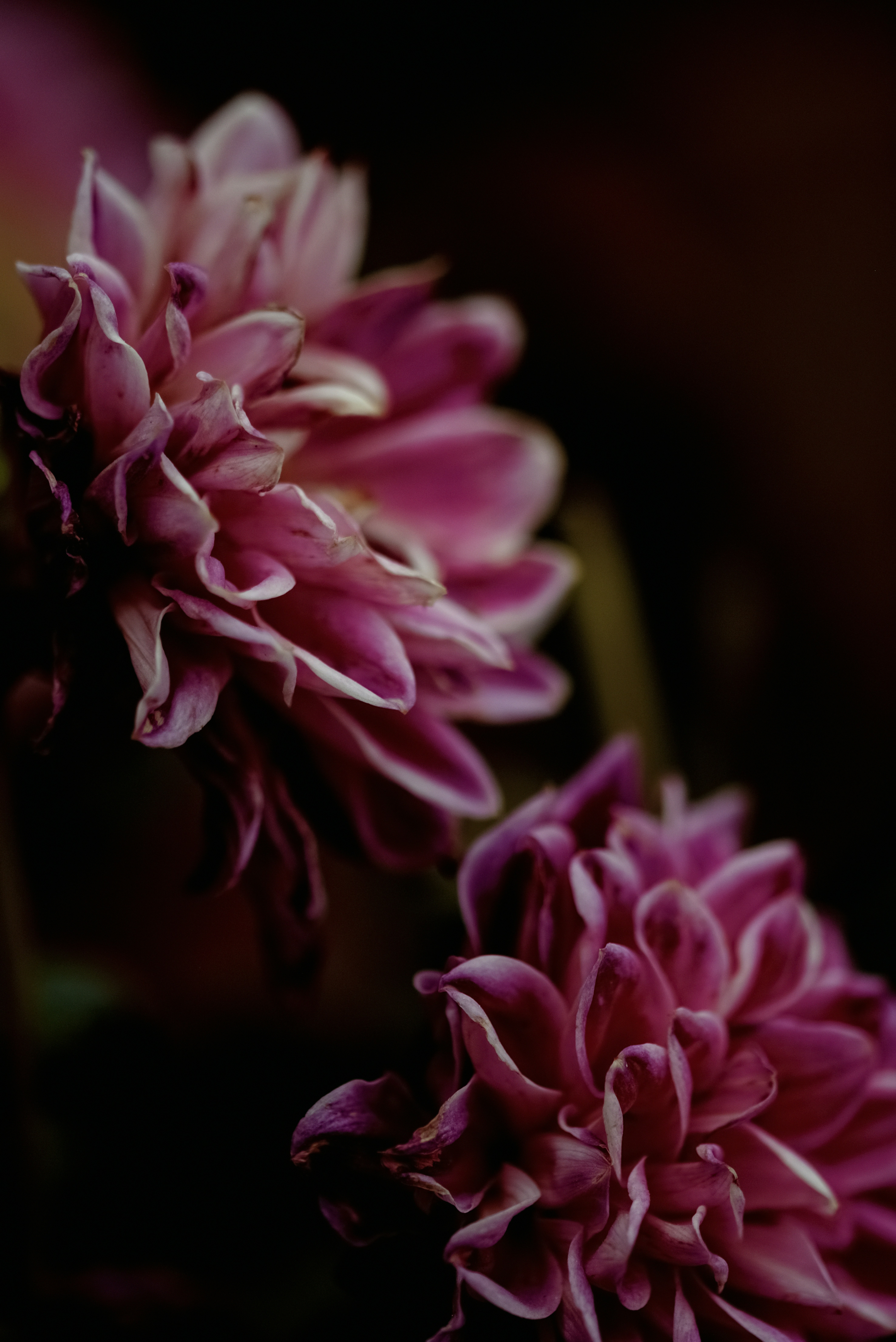 Photo by lauraadaiphoto