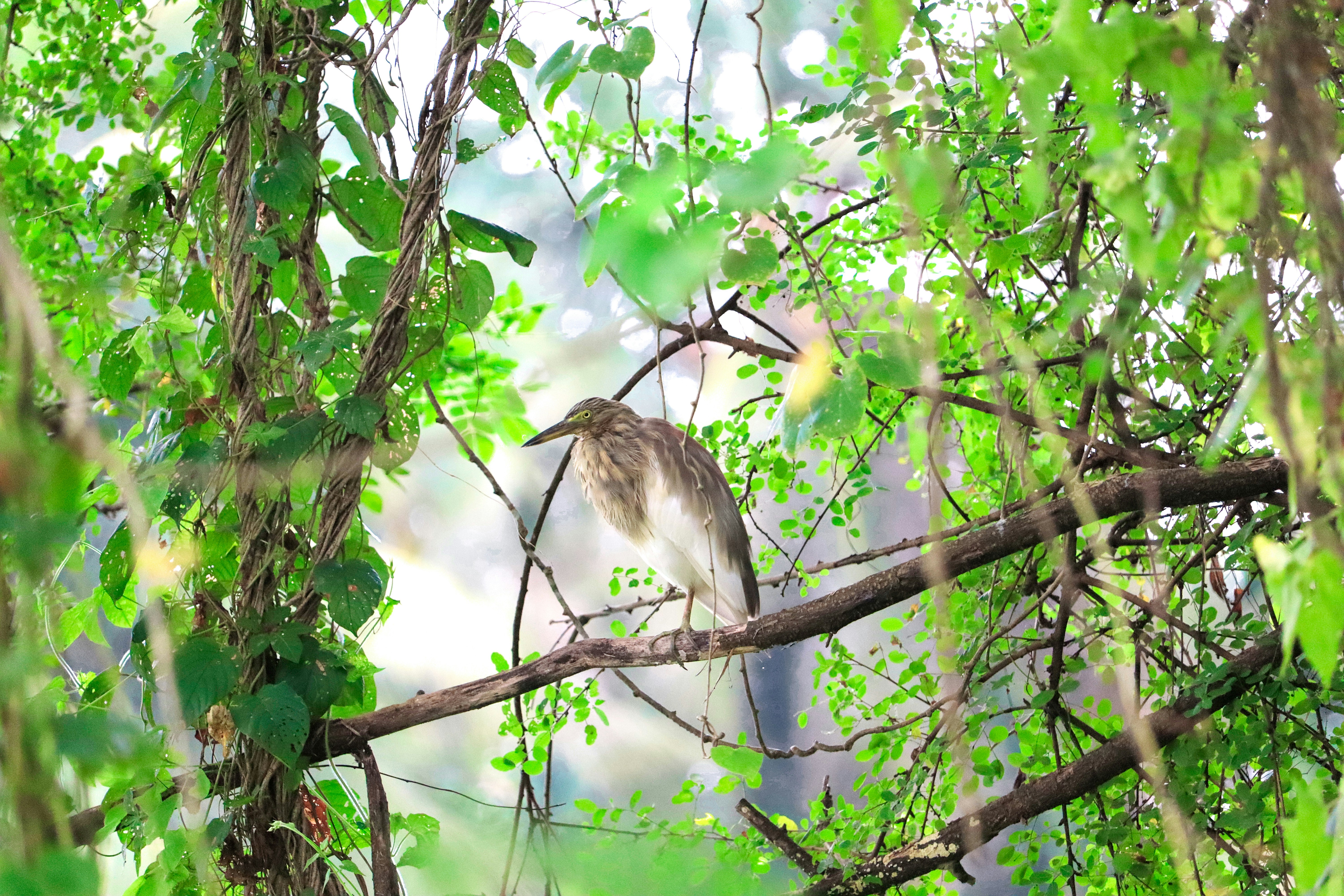 Photo by prathap_karaka