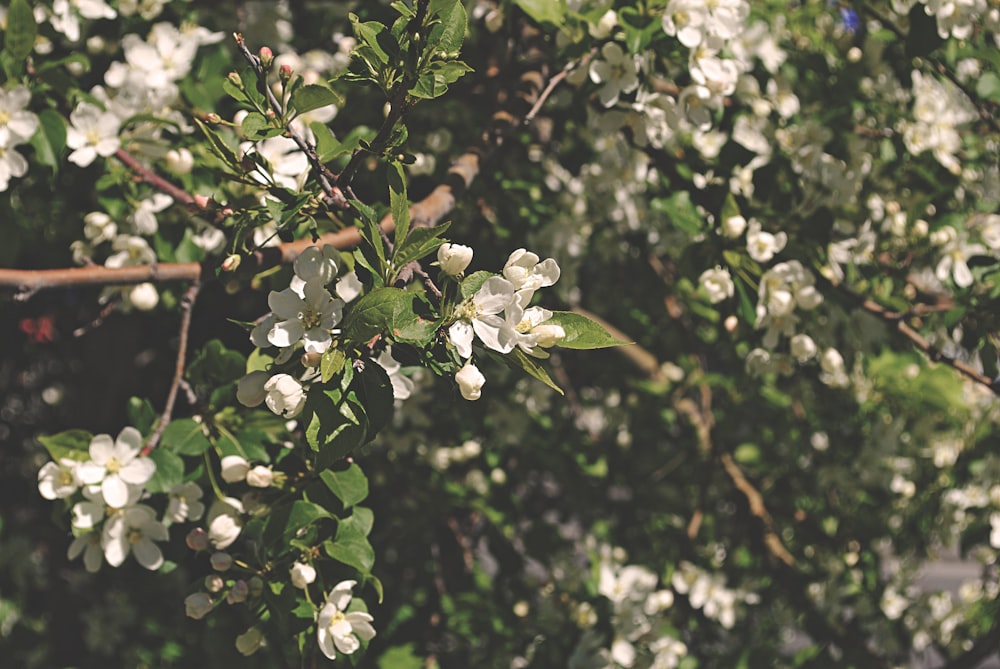 a close up of some flowers