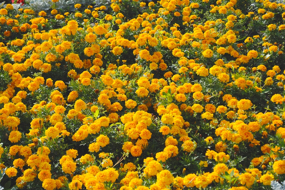 a field of orange flowers